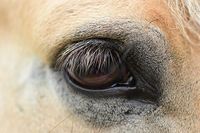 Pferd Auge horse-eye-4325656_640