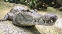 crocodile-1660512_1280